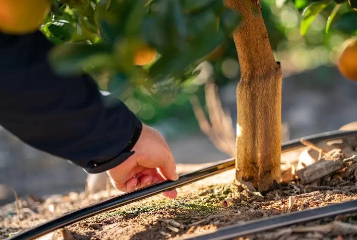 Irrigação por gotejamento no inverno: 3 cuidados essenciais para evitar perdas e aumentar a eficiência no campo