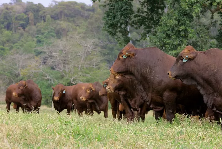 Bonsmara ganha espaço na pecuária tropical e Fazenda Santa Silvéria lidera expansão da genética no Brasil
