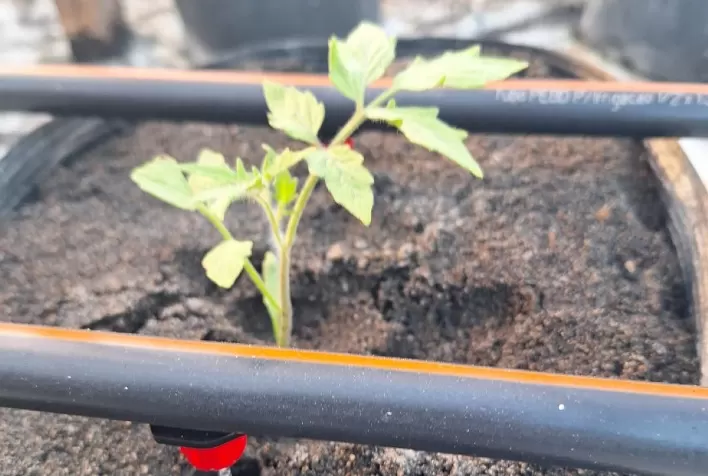 Semi-hidroponia impulsiona produção de tomate com mais produtividade, qualidade e sustentabilidade