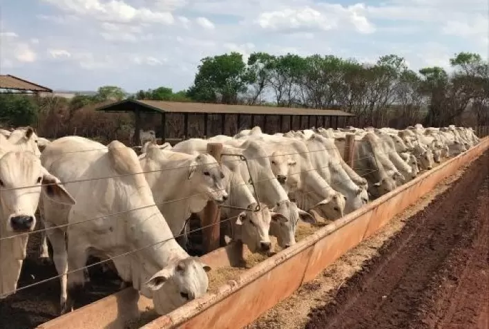 Confinamento bovino exige máxima eficiência para garantir rentabilidade, destaca especialista na Feicorte 2026