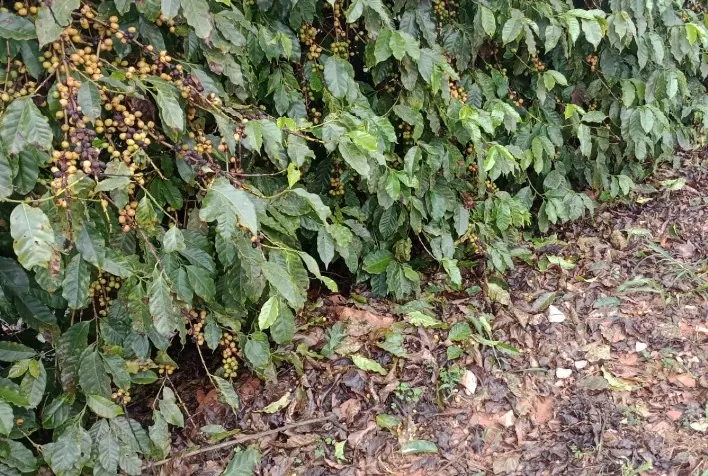 Granizo ameaça cafezais em Minas Gerais: especialistas orientam produtores sobre recuperação e prevenção de perdas