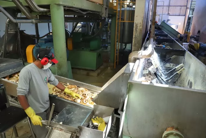 Indústria de fécula de mandioca bate recorde de moagem e movimenta R$ 2,14 bilhões mesmo com queda na produção