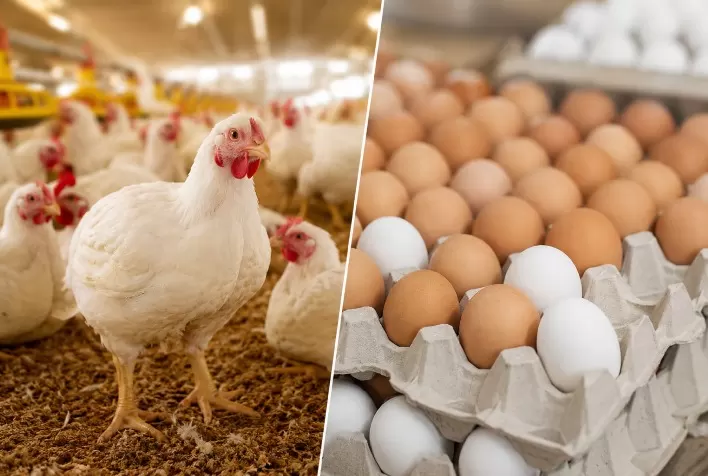 Frango ganha rentabilidade com queda nos custos, enquanto mercado de ovos enfrenta pressão por demanda fraca em junho