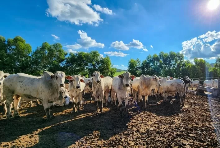 Barretos retoma liderança do agronegócio paulista em 2025 impulsionada pela alta do boi gordo