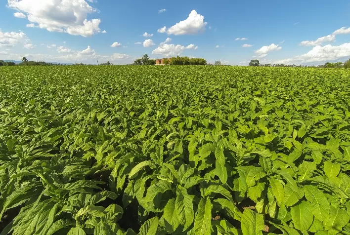 Produção de tabaco no Paraná atinge recorde na safra 2026, mas preços recuam no mercado