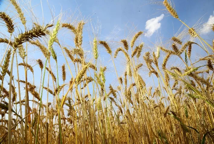 Mercado de trigo no Rio Grande do Sul começa a mostrar acomodação nos preços diante de baixa liquidez