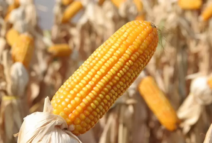 Produtividade do milho supera 360 sacas por hectare e reforça importância do manejo integrado no campo