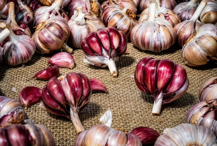 Santa Catarina conquista 12ª Indicação Geográfica com o alho roxo do Planalto Catarinense