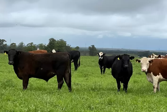 Declaração Anual de Rebanho 2026: produtores do Rio Grande do Sul têm até 30 de junho para atualizar cadastro