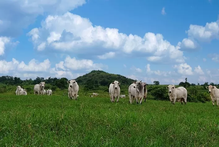 Controle parasitário em bovinos ganha força com chegada das pastagens de inverno no Rio Grande do Sul
