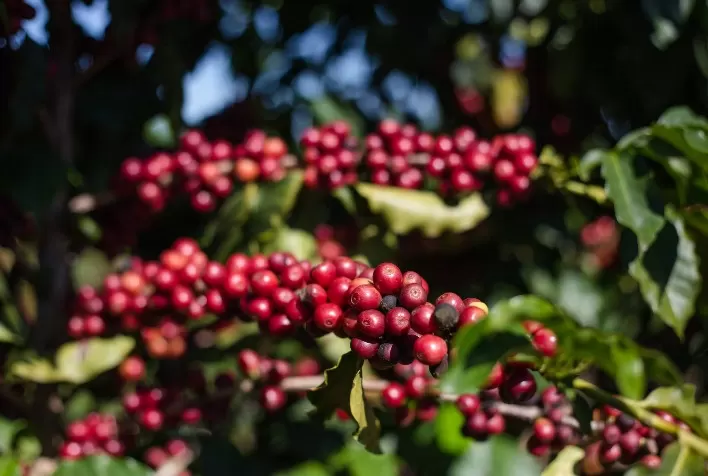 Café atinge produtividade recorde em Colniza e consolida Noroeste de MT como referência na cafeicultura