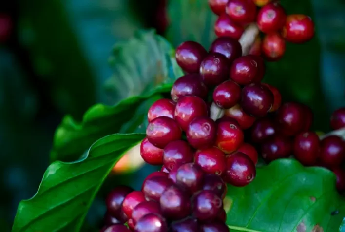 Café: chuvas atrasam colheita no Brasil, sustentam preços internacionais e reduzem ritmo de negócios no mercado físico