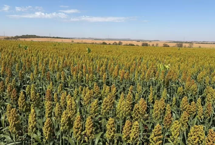 Sorgo ganha espaço no agronegócio com resistência à seca e produção prevista de 7,56 milhões de toneladas