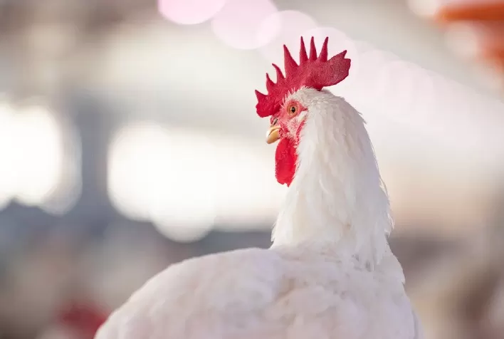 Avicultura brasileira ganha espaço para liderar agenda global de bem-estar animal e ampliar competitividade nas exportações