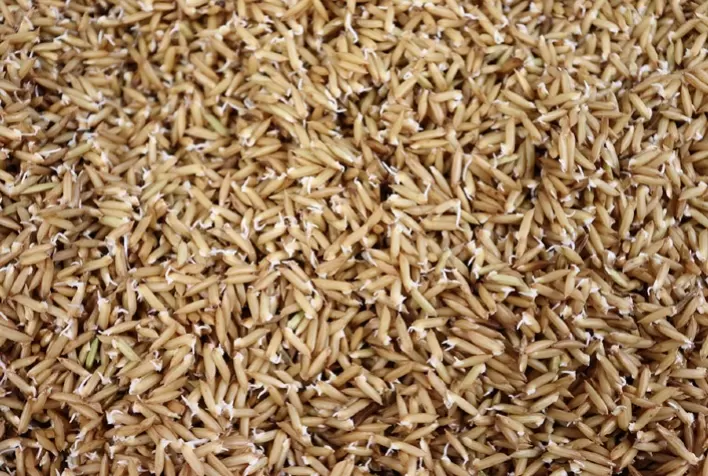 Pesquisa revela que arroz germinado é mais nutritivo, cozinha mais rápido e pode impulsionar novos alimentos funcionais