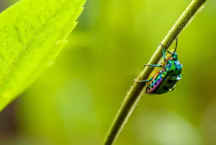 Nanossensores revolucionam detecção de pesticidas na água e fortalecem monitoramento ambiental, aponta estudo