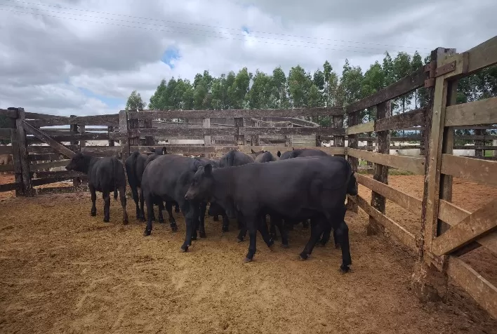 Senangus impulsiona carne bovina premium no Brasil com nova genética de alto desempenho