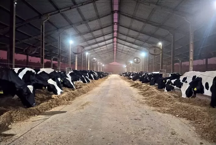 Pecuária leiteira enfrenta desafio de rentabilidade em meio a custos elevados e mudanças climáticas