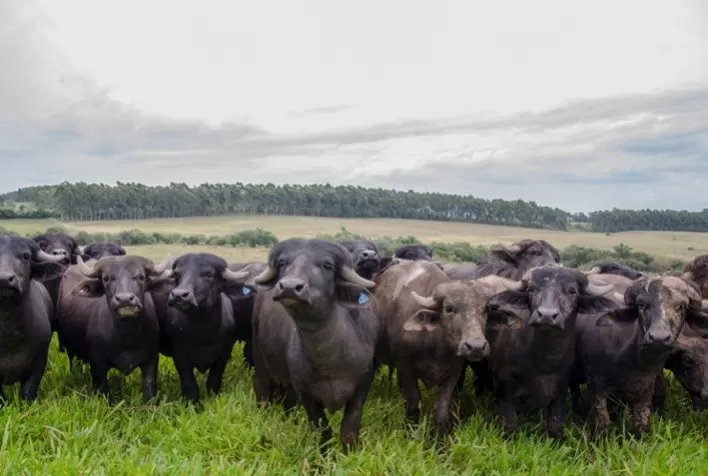 Fundesa-RS muda modelo de arrecadação para bovinos e búfalos e passa a cobrar contribuição por rebanho declarado a partir de julho