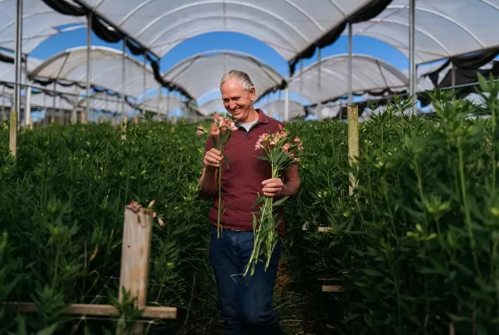 Floricultura brasileira avança em rastreabilidade, mas origem das flores ainda é invisível ao consumidor