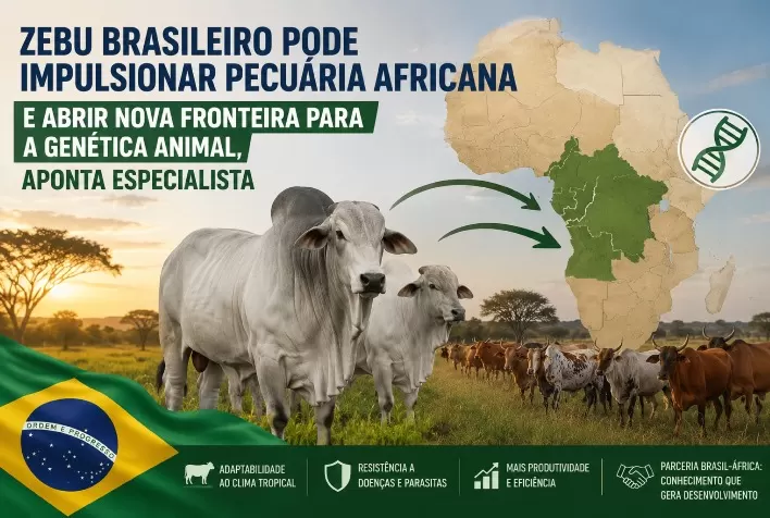 Zebu brasileiro pode impulsionar pecuária africana e abrir nova fronteira para a genética animal, aponta especialista