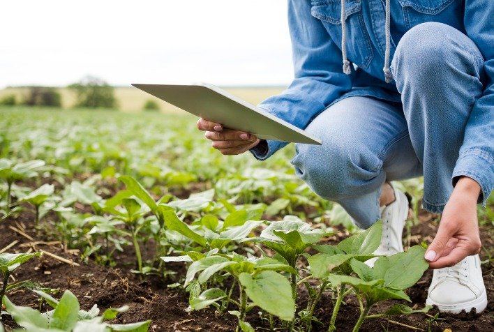Adubação eficiente: quatro indicadores mostram se o investimento em fertilizantes está gerando lucro na lavoura