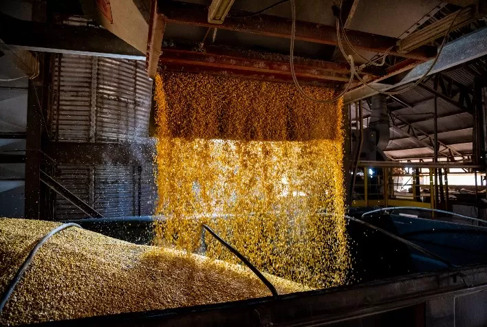DDG de milho cresce em Mato Grosso e transforma coproduto do etanol em nova fonte de valor para o agronegócio
