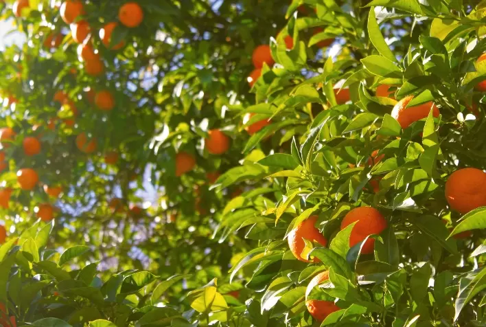 Greening avança nos pomares de laranja e ameaça produção brasileira; prevenção se torna prioridade no campo