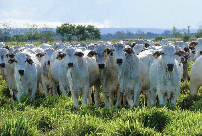 Eficiência na pecuária pode elevar produção de carnes da China em mais de 80%, aponta estudo