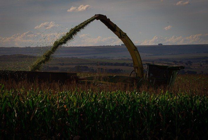 Colheita do milho safrinha avança lentamente em Minas Gerais e Goiás devido à alta umidade dos grãos