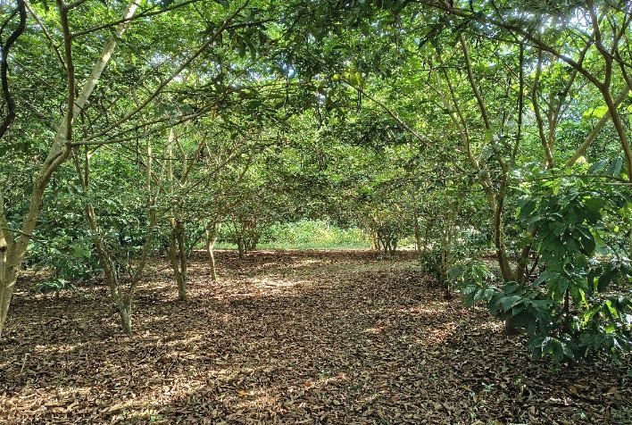 Tecnologia brasileira com nanotecnologia conquista prêmio e acelera restauração de áreas degradadas na Amazônia