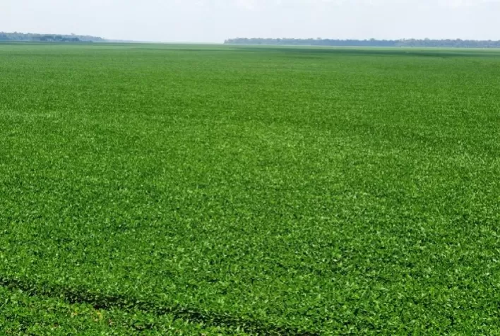 Certificação RTRS ganha valor comercial e abre novas oportunidades para produtores de soja sustentável