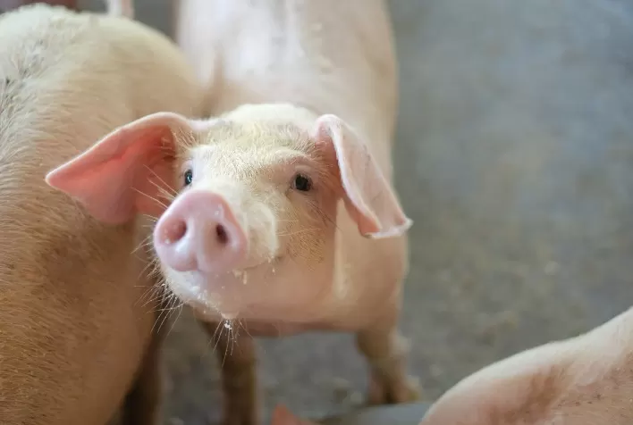 Pleuropneumonia suína ameaça desempenho dos animais e aumenta perdas silenciosas na suinocultura