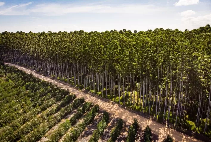CMPC amplia áreas de conservação e remove 4,4 milhões de toneladas de CO₂ em ações de sustentabilidade