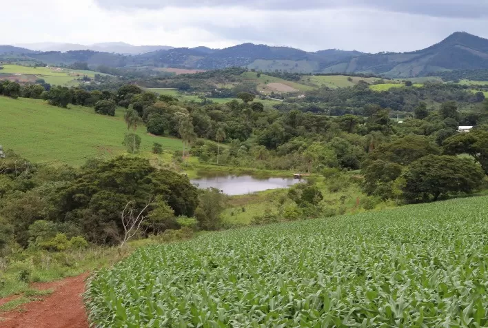 Fazenda em Minas Gerais alcança 99,7% de sobrevivência em reflorestamento e redefine eficiência na restauração ambiental