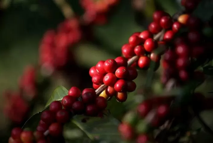 Café hoje: preços sobem nas bolsas internacionais com mercado de olho na colheita brasileira e nos riscos climáticos