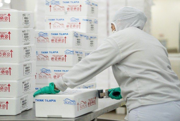 Exportações de tilápia batem recorde em 2026, mas demanda fraca derruba preços no mercado interno