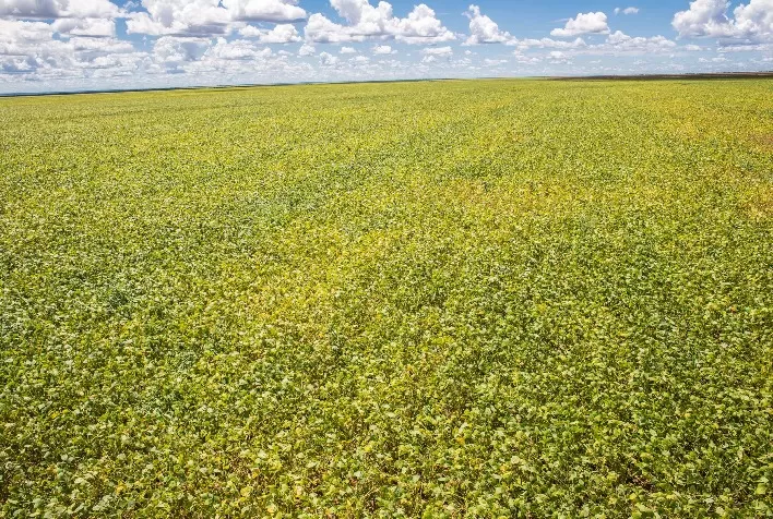 Crédito Rural: novas regras para prorrogação de dívidas entram em vigor; veja o que muda para os produtores rurais