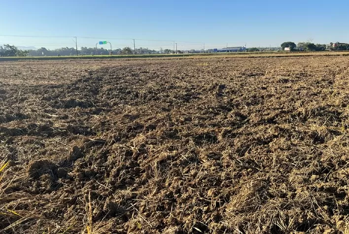 Arroz em Santa Catarina: preparo do solo para a safra 2026/27 avança e define potencial de produtividade no campo