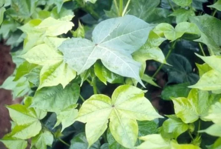 Eficiência do enxofre no solo ganha protagonismo no manejo agrícola brasileiro