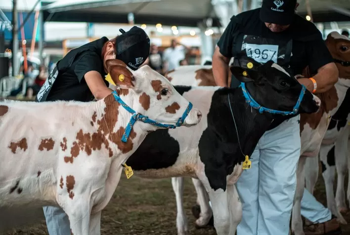 Gadolando abre inscrições para animais da raça Holandesa na 49ª Expointer com prazo até 28 de julho