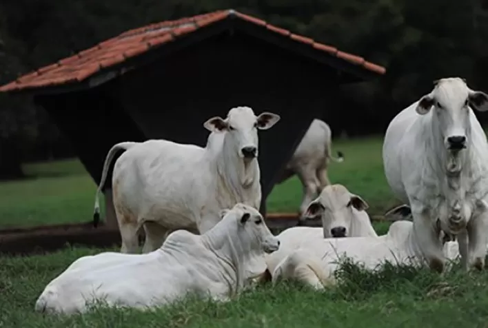 Prevenção na produção animal ganha espaço como estratégia para aumentar eficiência e sustentabilidade