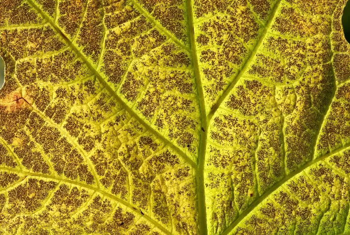 Ferrugem asiática da soja: diagnóstico molecular antecipa identificação do fungo e fortalece manejo preventivo