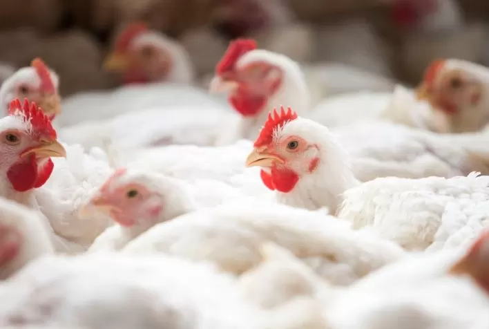 Preço do frango vivo recua com excesso de oferta, enquanto exportações brasileiras avançam mais de 70% em julho