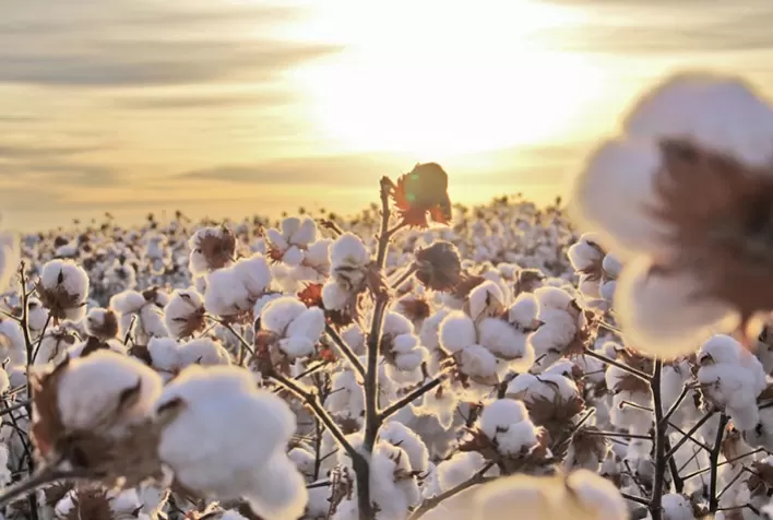 Algodão fecha semana em alta na Bolsa de Nova York mesmo com aumento da área plantada nos Estados Unidos