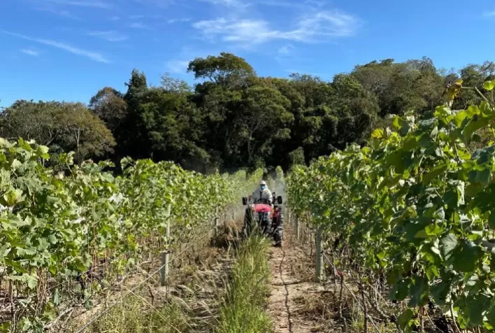 Produção de uva dobra em Goiás e fortalece expansão da vitivinicultura no Cerrado brasileiro