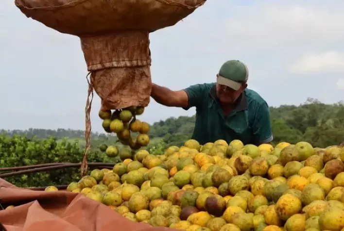 Safra de laranja 2026/27 começa com boas perspectivas e reforça foco em qualidade para conquistar mercados interno e externo