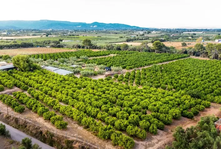 Exportação de frutas brasileiras bate recordes e rastreabilidade se torna chave para conquistar mercados globais