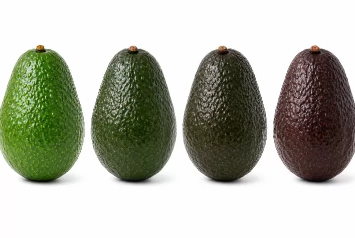 Mercado de abacate pronto para consumo cresce e tecnologia de etileno ganha protagonismo no amadurecimento da fruta