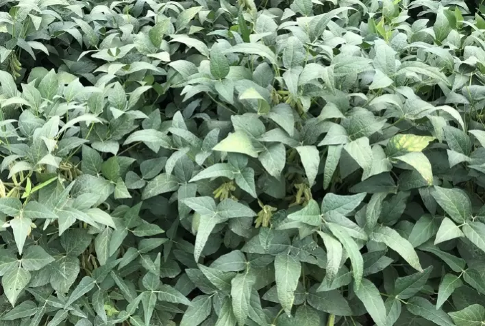 Nova mistura de clomazone e flumioxazin amplia controle de plantas daninhas resistentes na soja